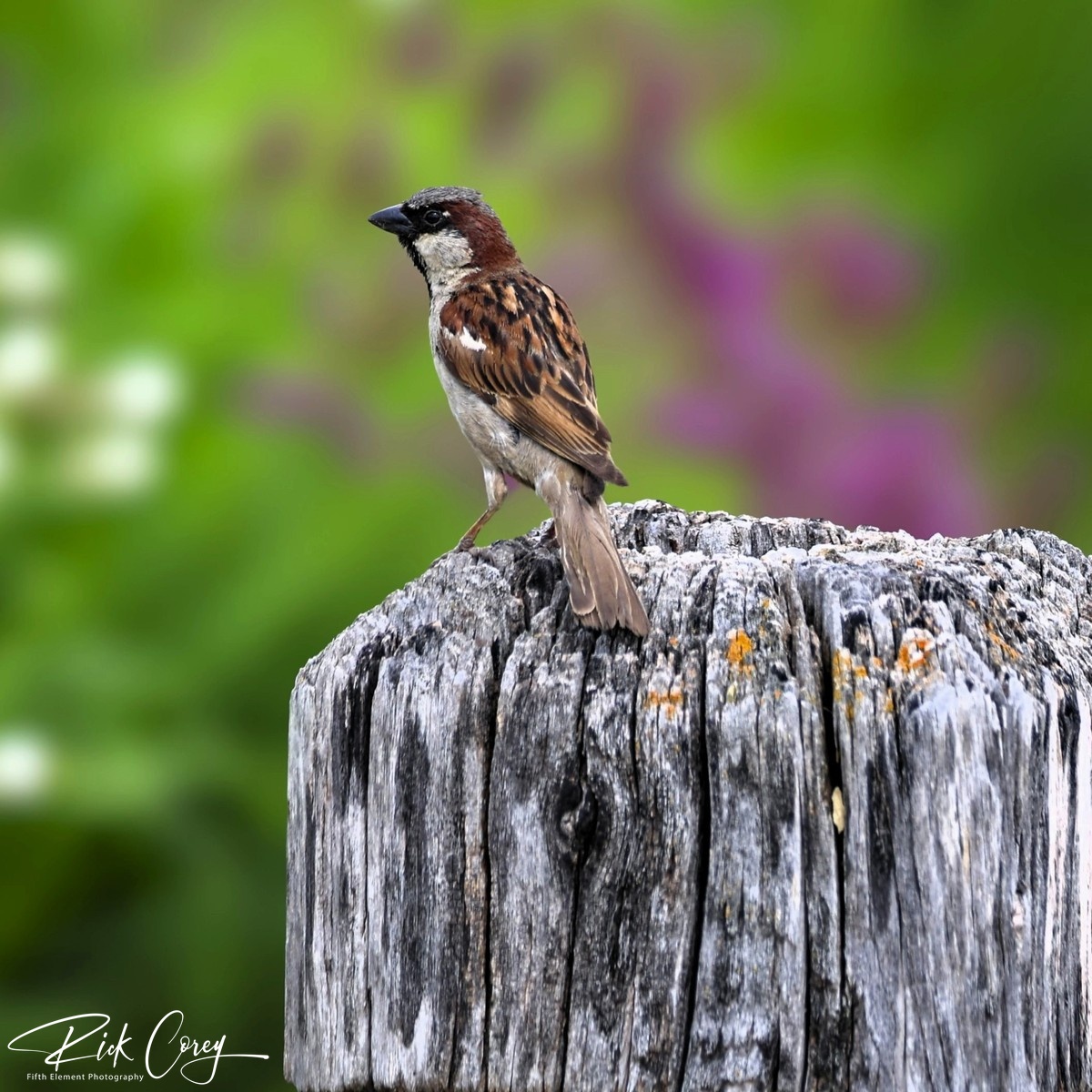 House Sparrow on a Post