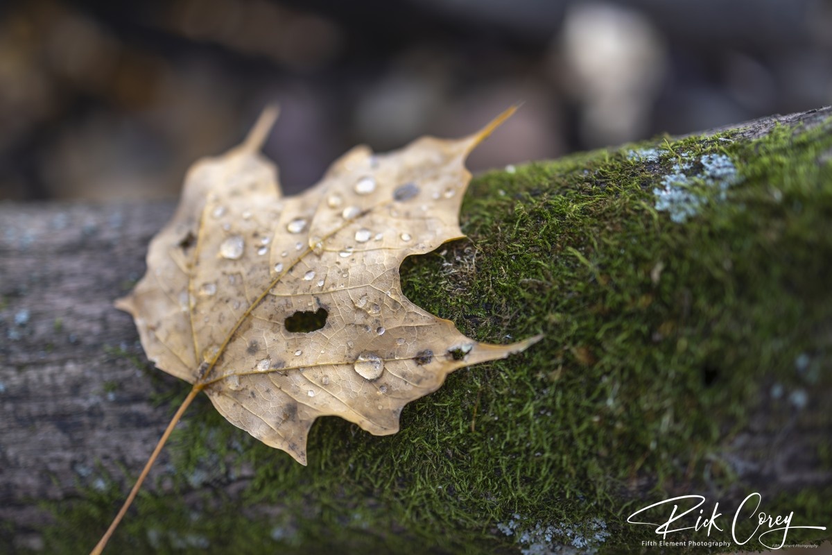 Transient Beauty - Rain Dropped Leaf