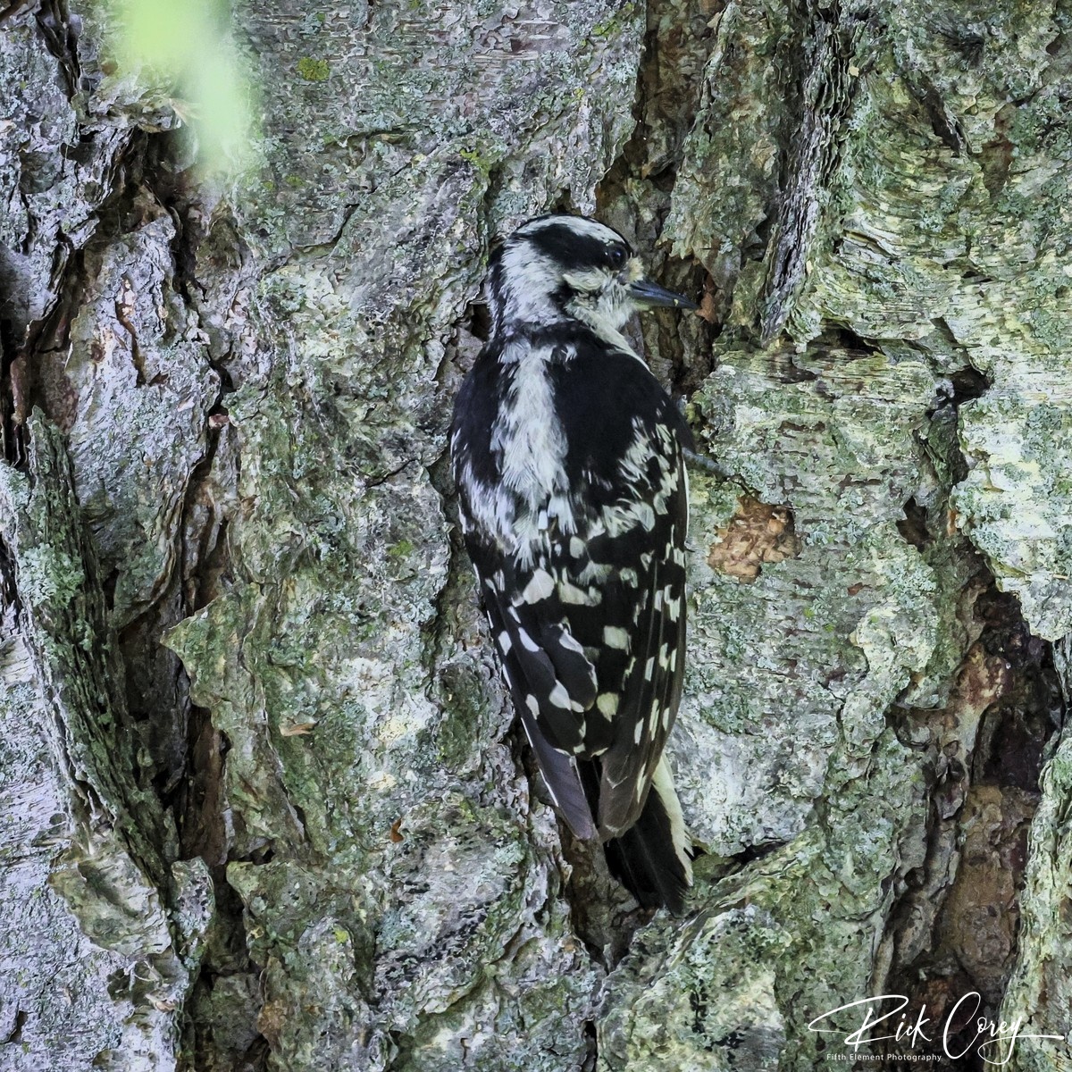Downy Woodpecker