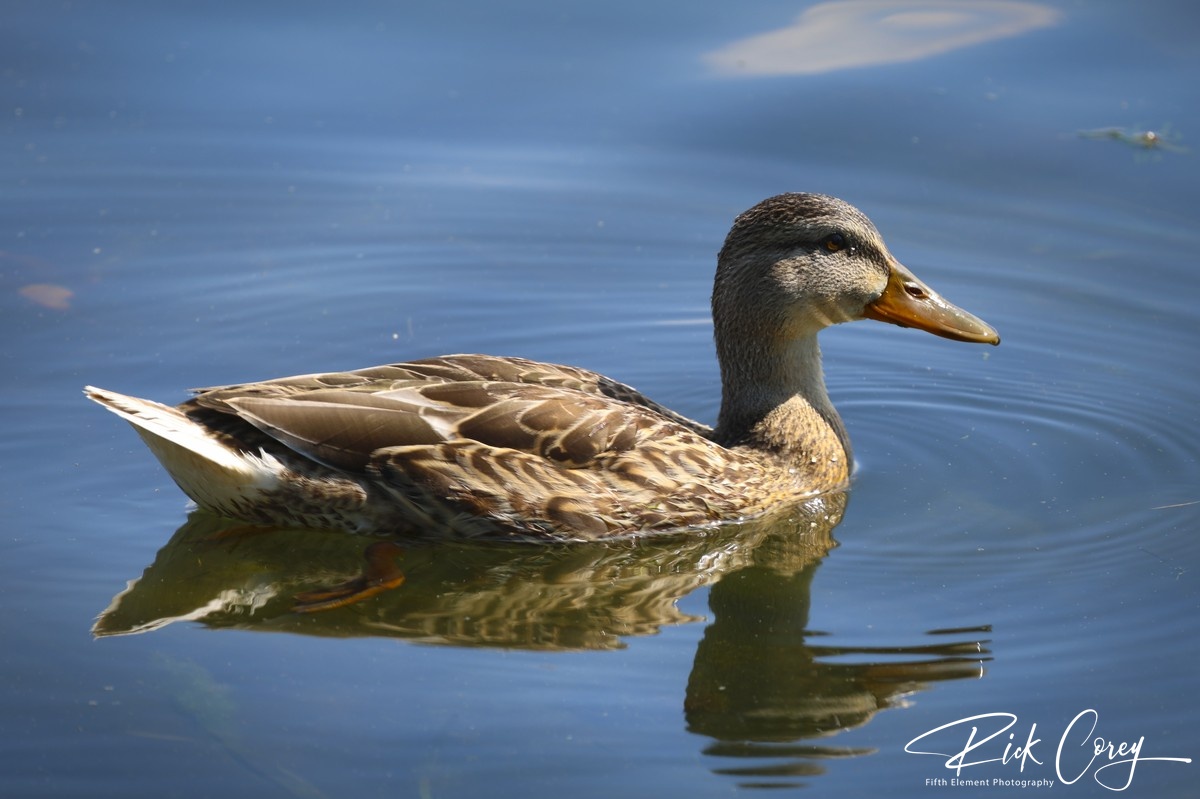 Female Mallard