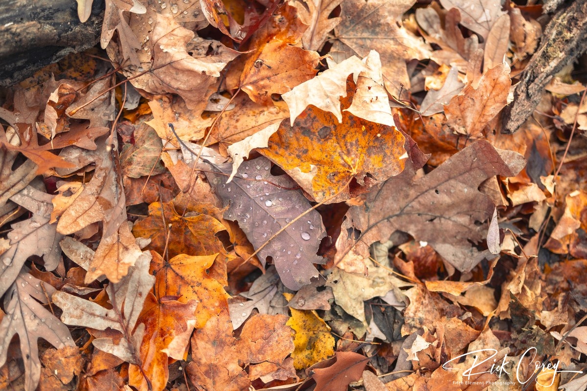 Autumn's Embrace: Nature's Tapestry