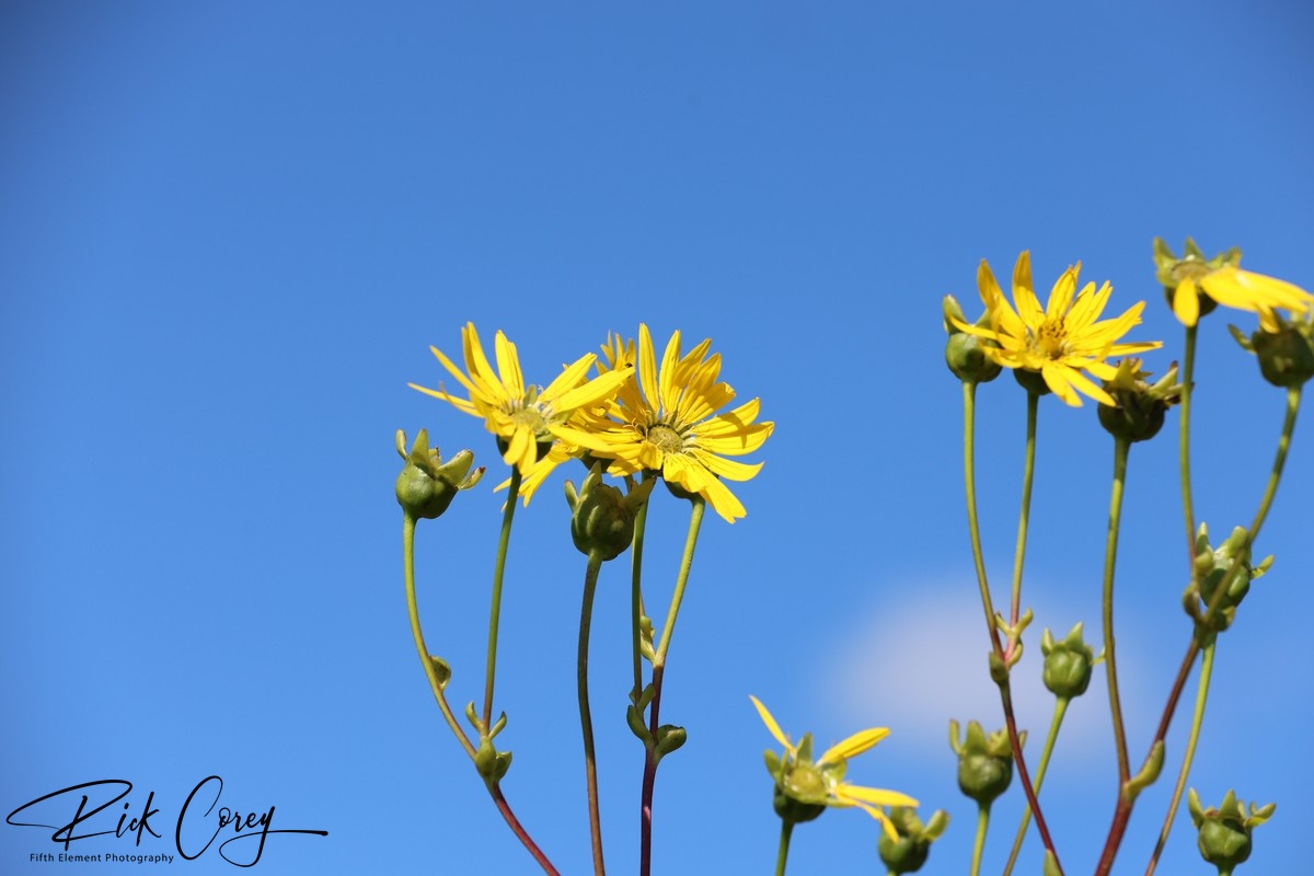 Wild Daisies in the Sun