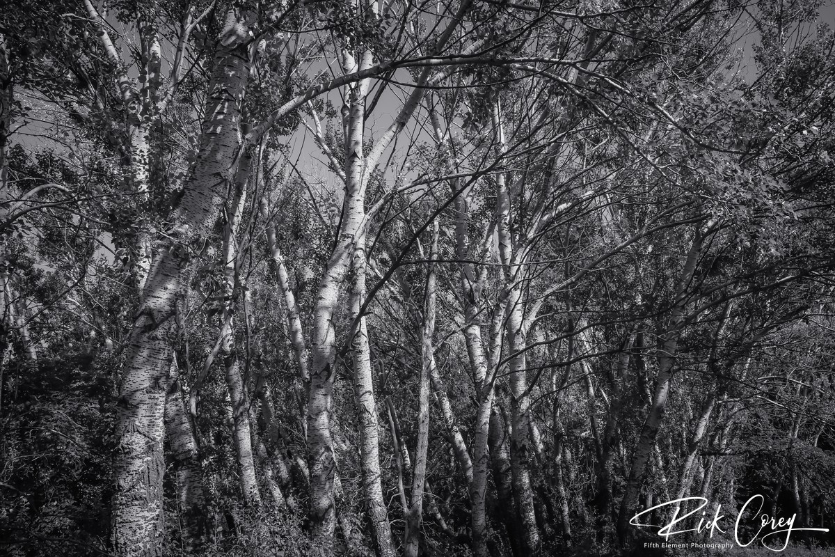 Aspen Whisper Birch Tree Forest in Black and White