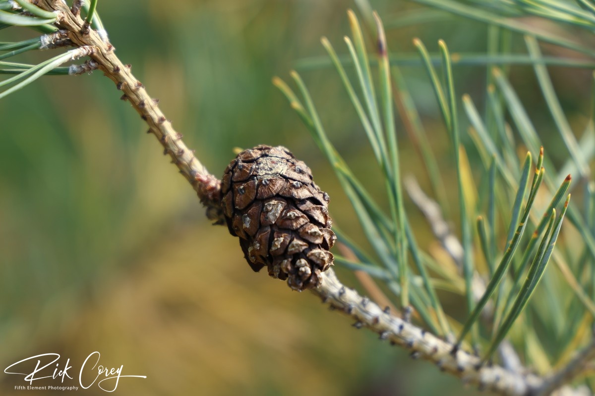 Intimate Forest Detail: Pine Cone in Golden Light