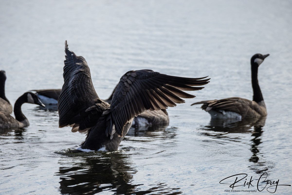 Geese in Lake Mendota