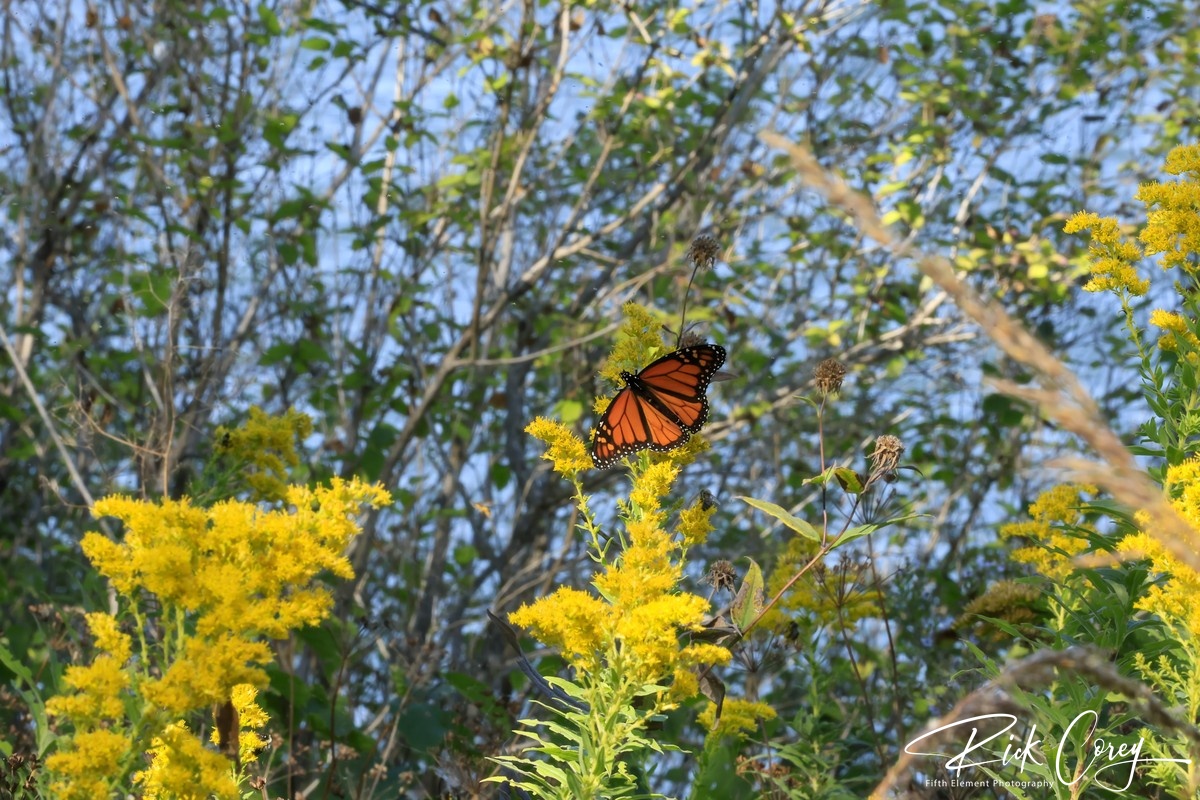 Monarch Butterfly