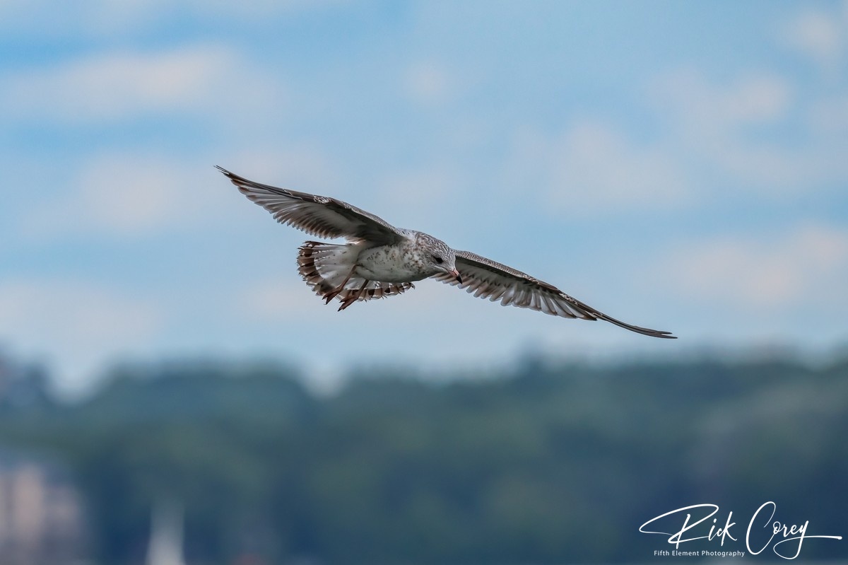 Gull in Flight