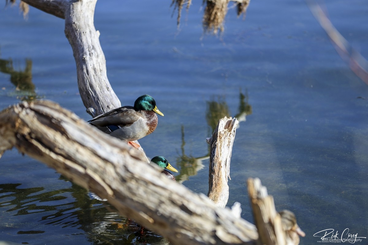 Emerald Glare: A Mallard Moment