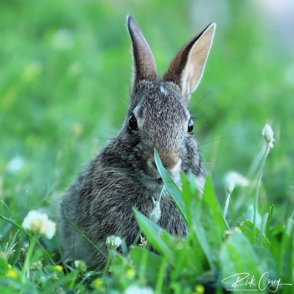 Rabbit Cooling Off in Long Grass