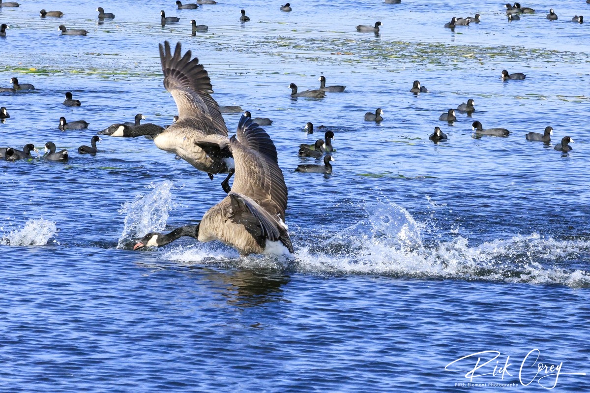 Goose Fight