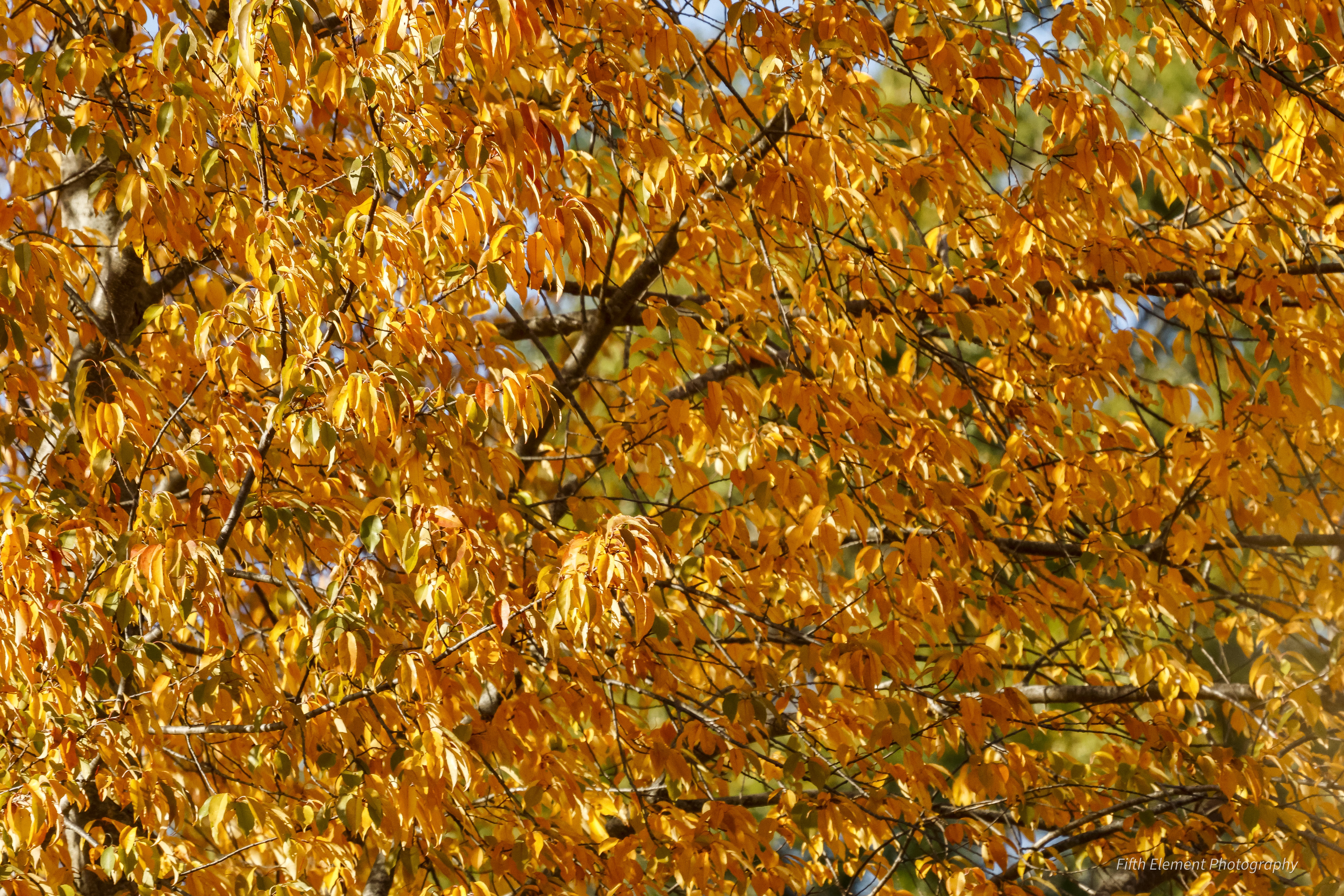 C0A4969.jpg