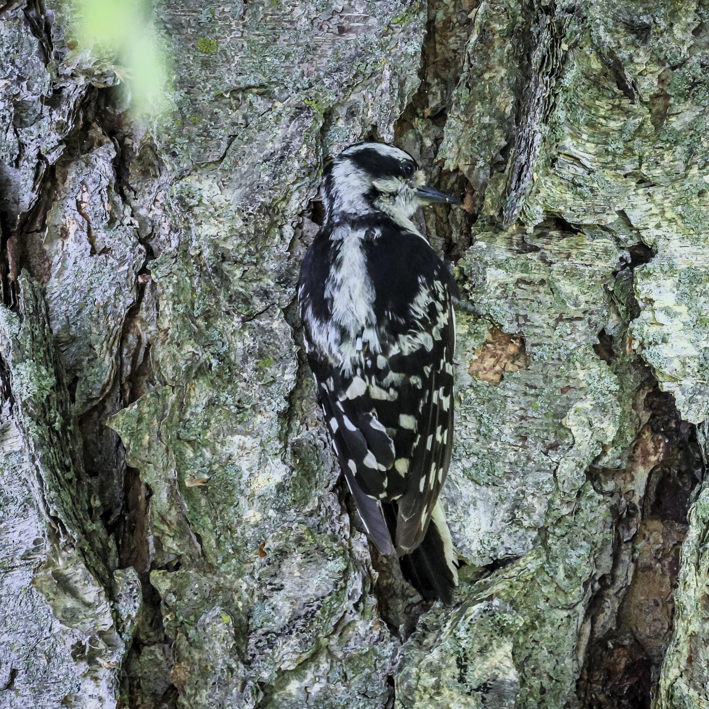 Downy_Woodpecker.jpg