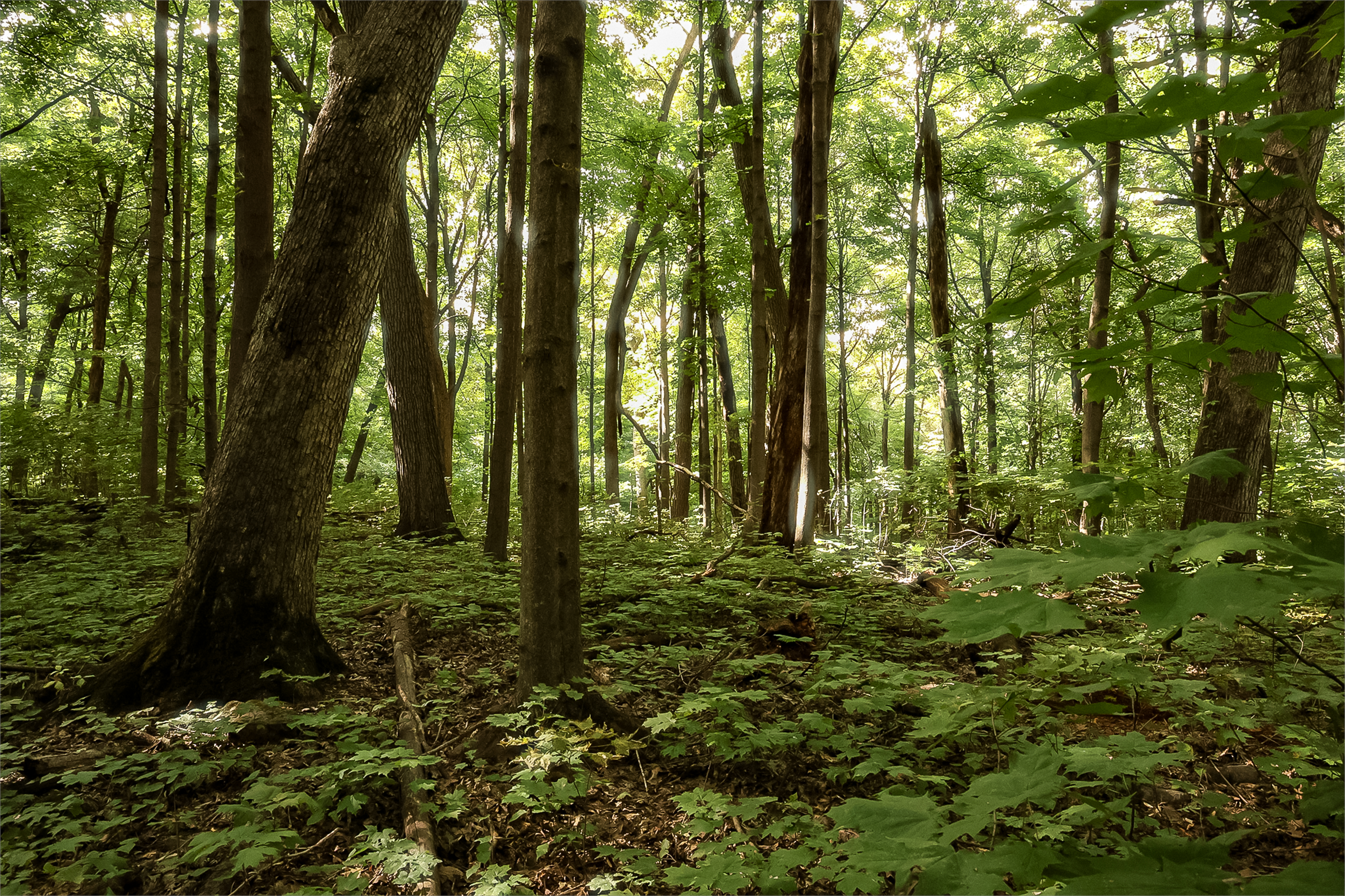 Forest.jpg