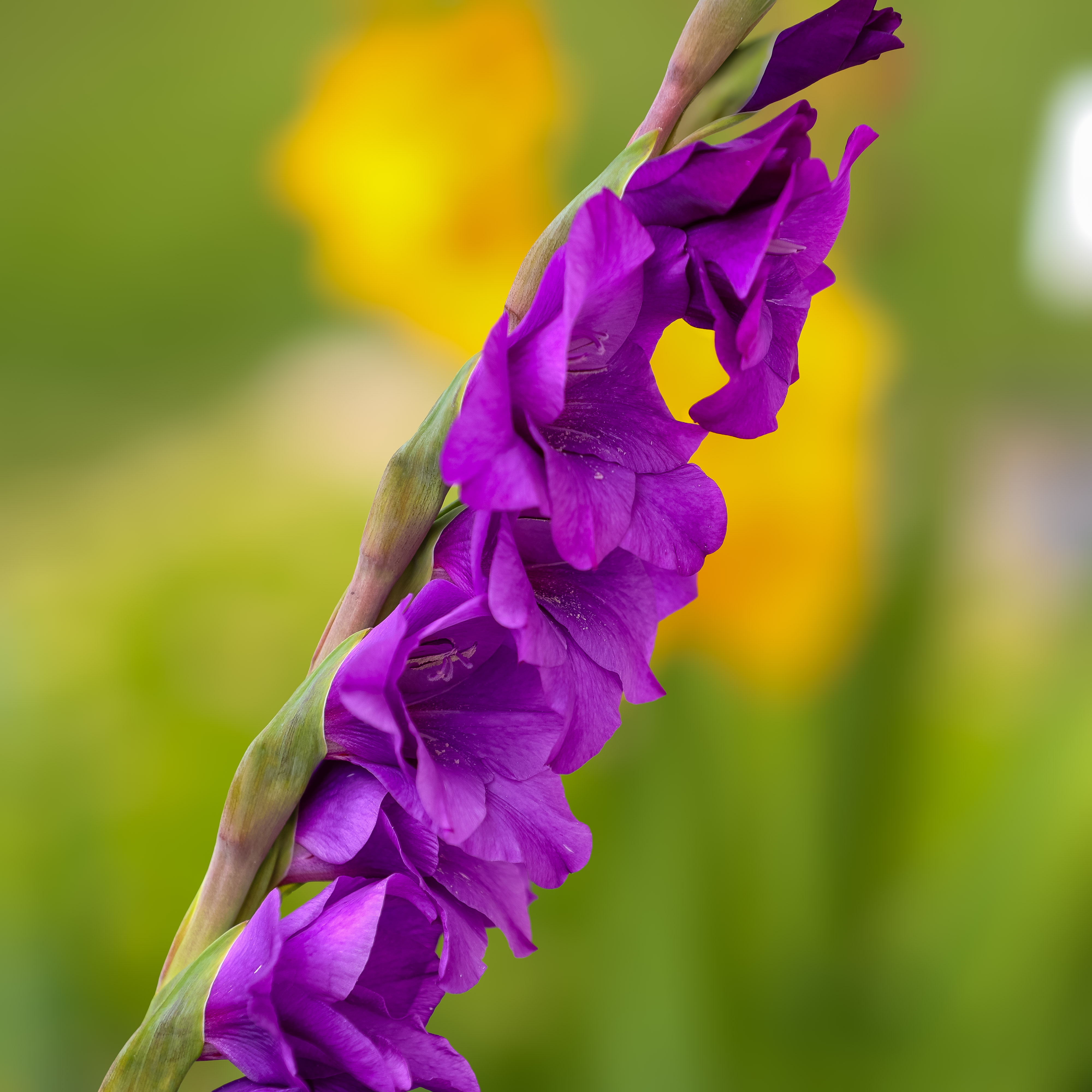 PurpleGladness.jpg