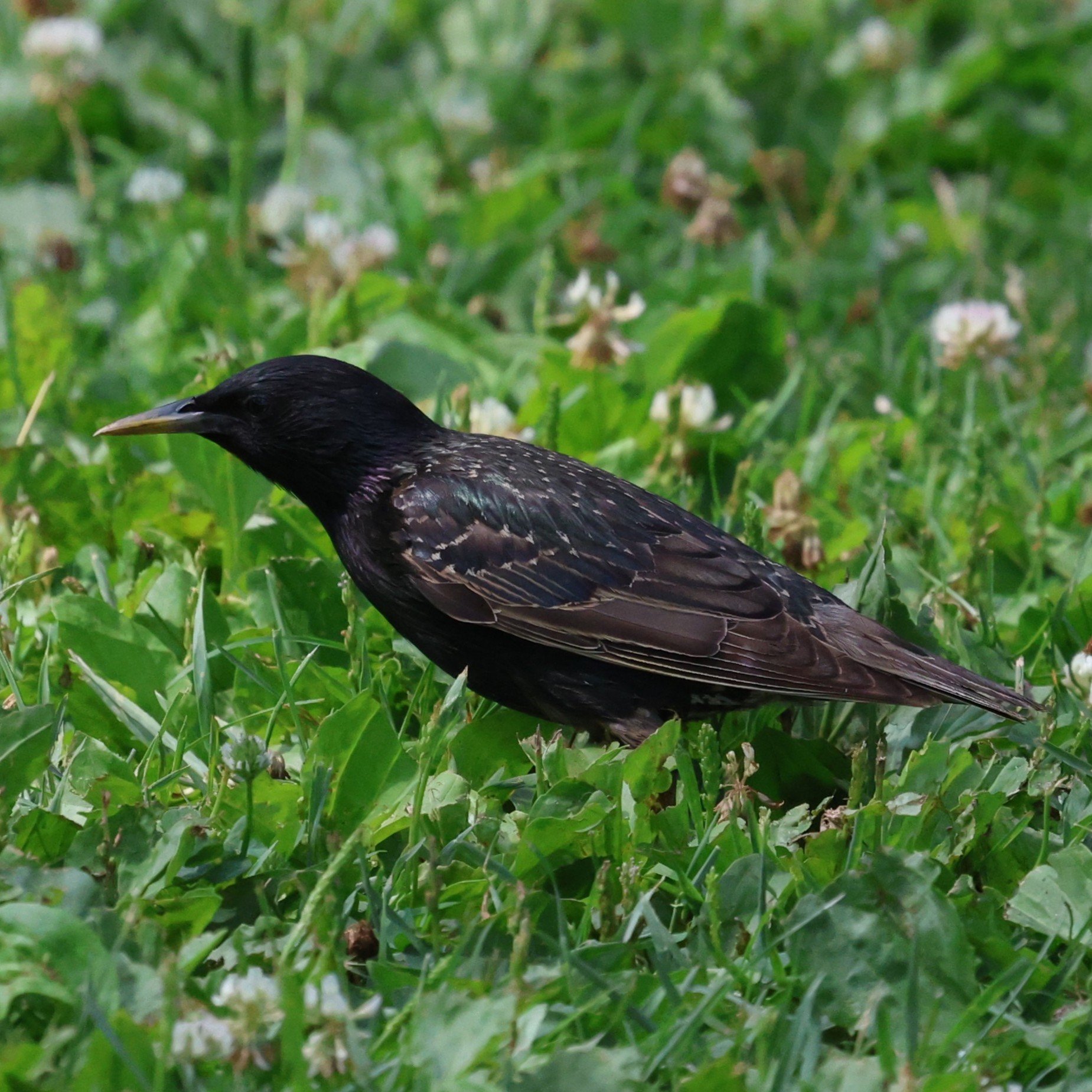 Starling.JPG