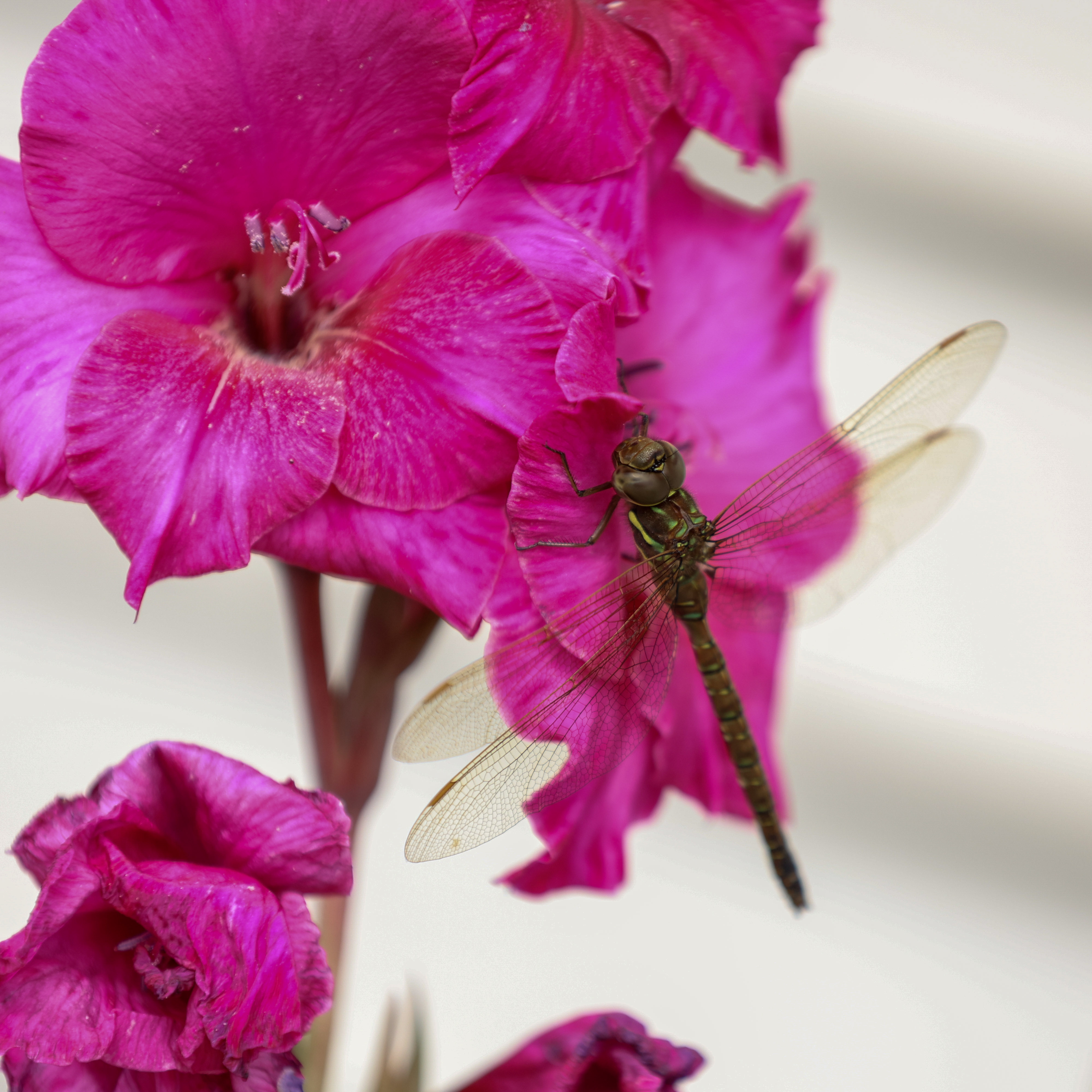 dragonfly-on-gladiole-1a85efd5.jpeg