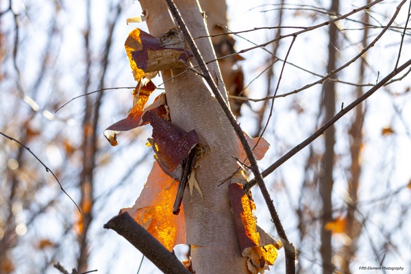 Birch Tree Glowing Orange