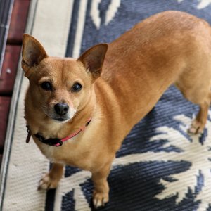 Coco