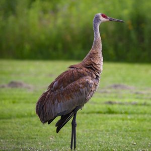 Crane Near UW Arboretum