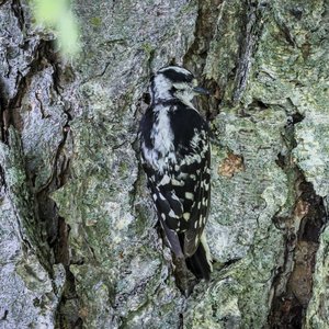 Downy Woodpecker