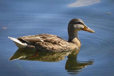 Female Mallard