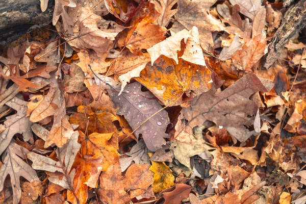 Autumn's Embrace: Nature's Tapestry