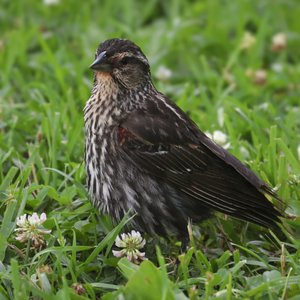 Female Red Winged Blackbird