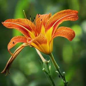 Fire Lily