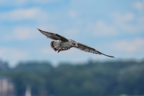 Gull in Flight