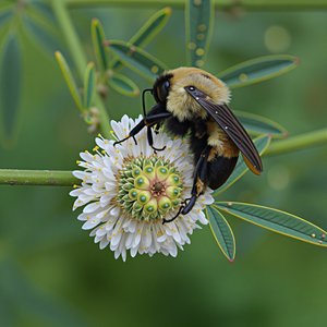 Bumble Bee
