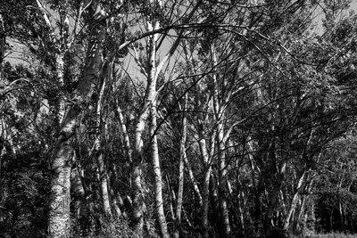 Birch Tree Grove in B/W