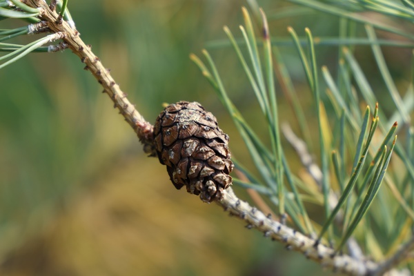 Intimate Forest Detail: Pine Cone in Golden Light