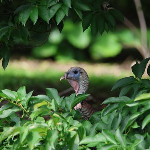 Turkey Staying Cool