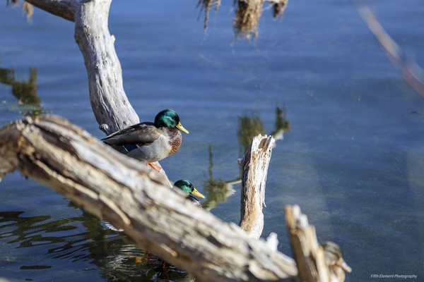 Emerald Glare: A Mallard Moment