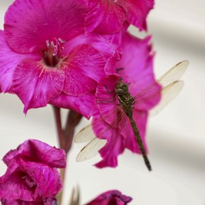 Dragonfly On Gladiole