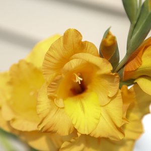 Golden Flower